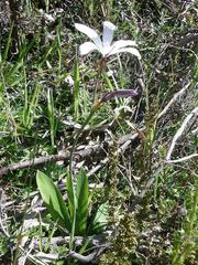Sparaxis grandiflora