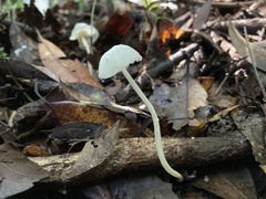 Marasmiellus inoderma