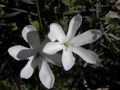 Sparaxis grandiflora