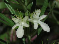 Teucrium trifidum