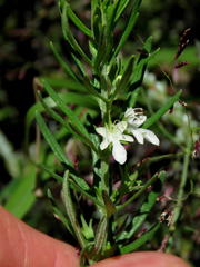 Teucrium trifidum
