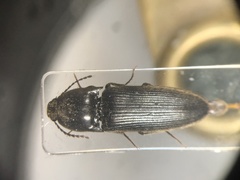 Ampedus luctuosus
