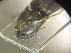 Ampedus luctuosus