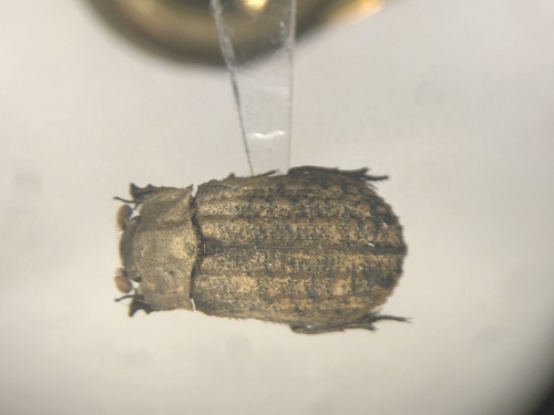 Robinson's Hide Scarab Beetle