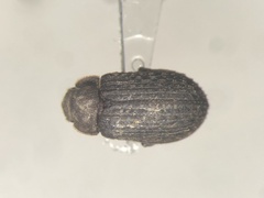 Trox aequalis