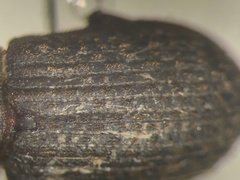 Trox aequalis