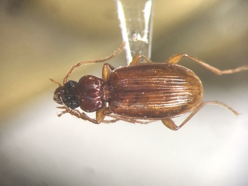 Tawny riverbank ground beetle