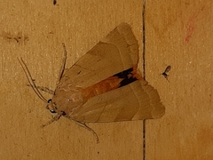 Noctua fimbriata