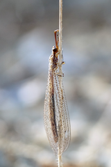 Macronemurus