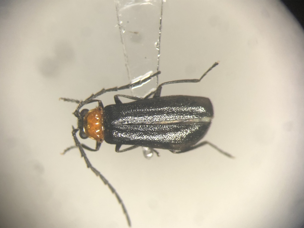 Silis spathulata