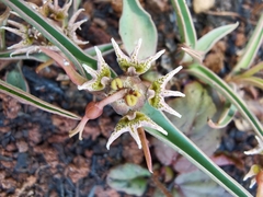 Euphorbia pseudotuberosa
