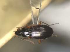Agonum retractum