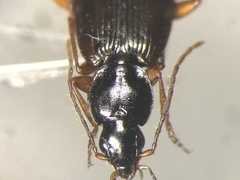 Agonum retractum