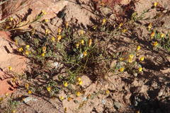 Rhynchopsidium pumilum