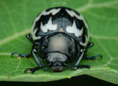 Leptinotarsa lacerata