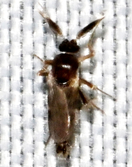 Stilobezzia antennalis