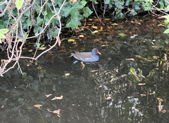 Gallinula chloropus