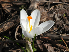 Crocus