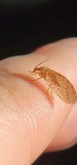 Micromus posticus