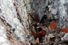 Polistes bahamensis