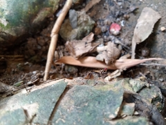 Telostylinus lineolatus
