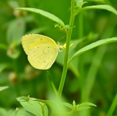 Eurema hecabe