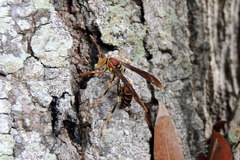 Polistes bahamensis