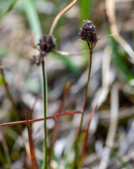 Luzula multiflora sibirica