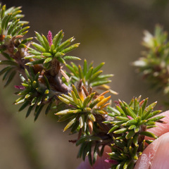 Cliffortia stricta