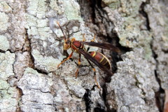 Polistes bahamensis