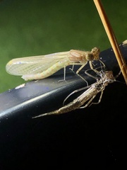 Ischnura posita