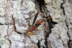 Polistes bahamensis
