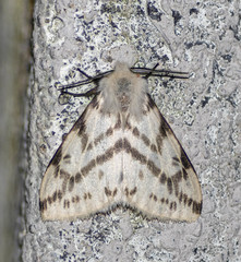 Lemyra multivittata