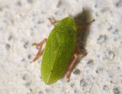 Tettigometridae