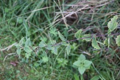 Urtica dioica