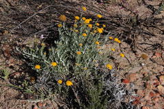 Helichrysum hebelepis