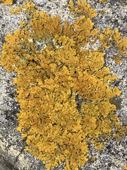 Xanthoria calcicola