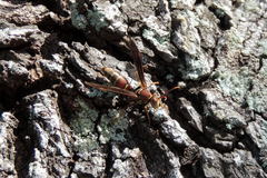 Polistes bahamensis