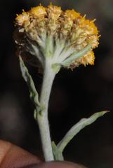 Helichrysum hebelepis