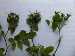 Rosa pseudoscabriuscula