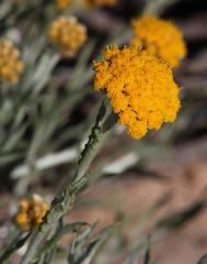 Helichrysum hebelepis