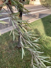 Fabaceae
