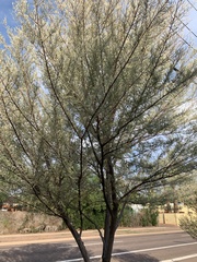Fabaceae
