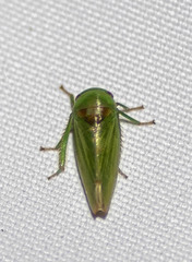 Hyalojassini