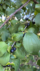 Rhamnus cathartica