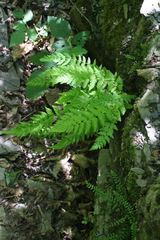Woodsia caucasica