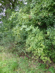 Rosa pseudoscabriuscula