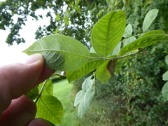 Rosa pseudoscabriuscula