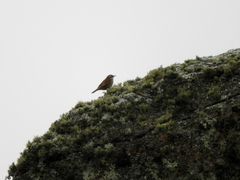 Cinclodes comechingonus