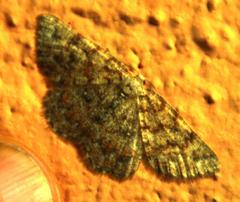 Scopula acentra
